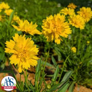 Early Sunrise Coreopsis Thumbnail